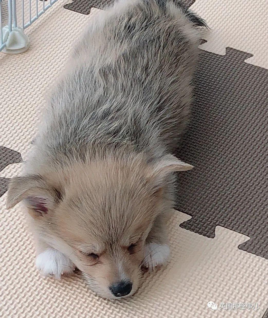 柯基 甲斐犬,狗子长成了熊的模样?柯基的小短腿基因,真的太强了