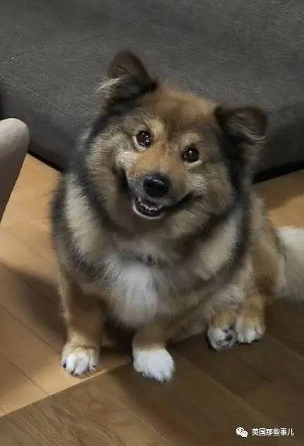 柯基 甲斐犬,狗子长成了熊的模样?柯基的小短腿基因,真的太强了