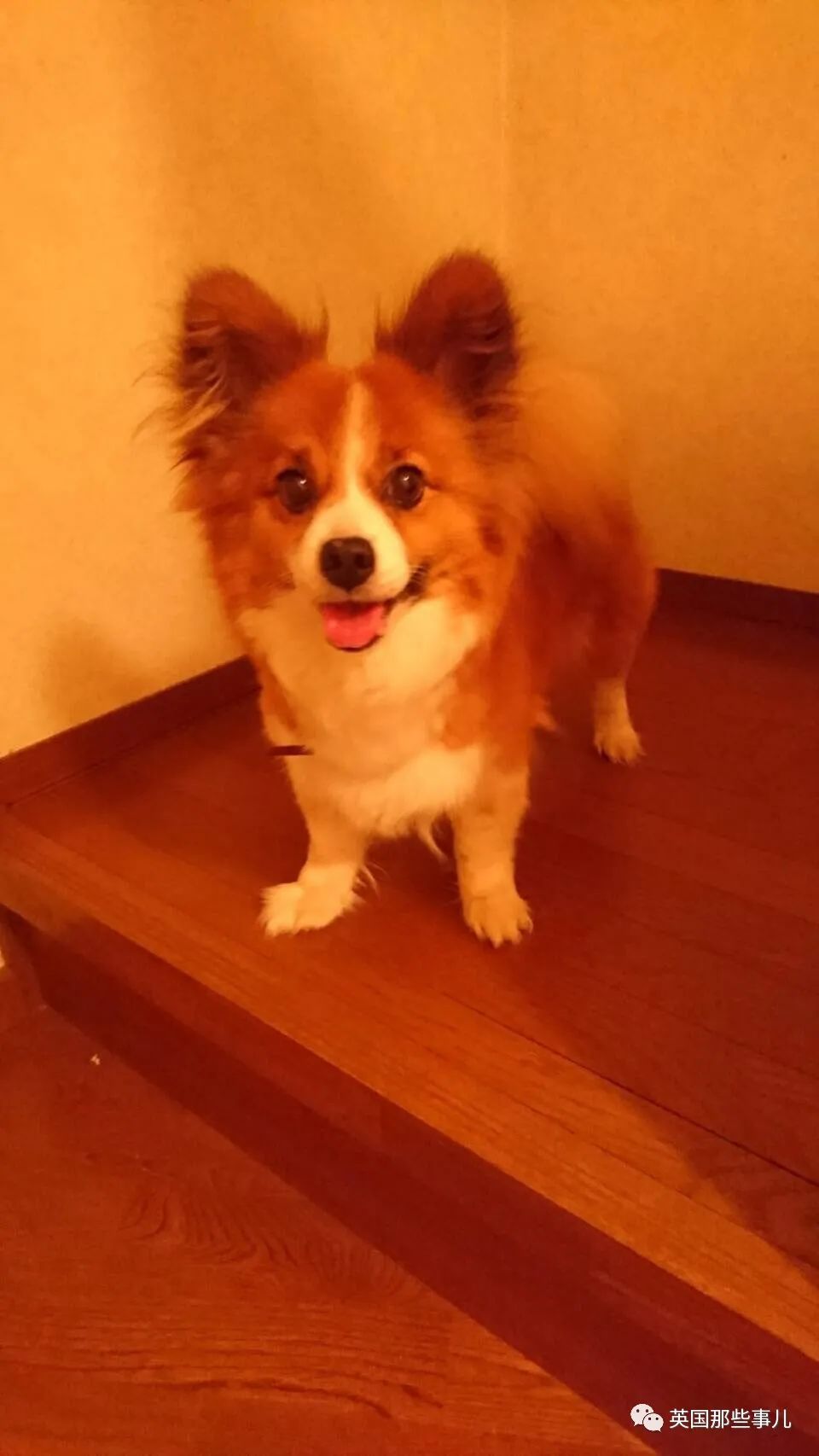 柯基 甲斐犬,狗子长成了熊的模样?柯基的小短腿基因,真的太强了