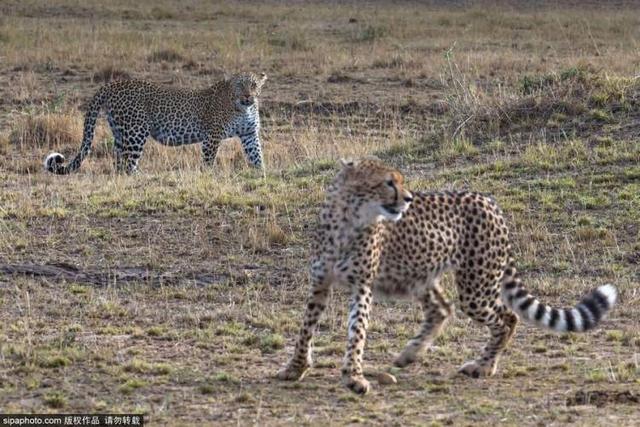 cheetah和leopard区别，leopard是什么牌子（最后一头外逃金钱豹生存堪忧）