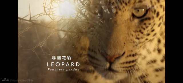 cheetah和leopard区别，leopard是什么牌子（最后一头外逃金钱豹生存堪忧）