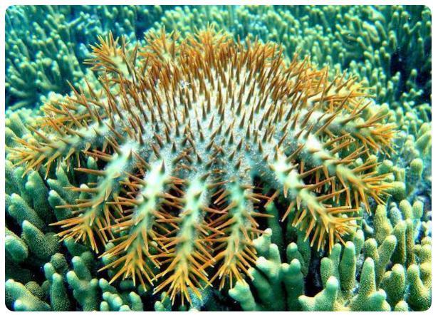 麻雀是国家二级保护动物吗，麻雀是益鸟还是害鸟（美食博主食用二级保护动物被刑拘）