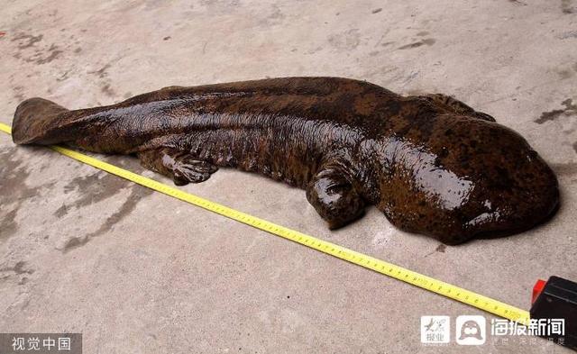 麻雀是国家二级保护动物吗，麻雀是益鸟还是害鸟（美食博主食用二级保护动物被刑拘）