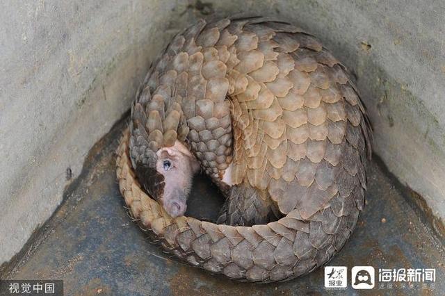 麻雀是国家二级保护动物吗，麻雀是益鸟还是害鸟（美食博主食用二级保护动物被刑拘）