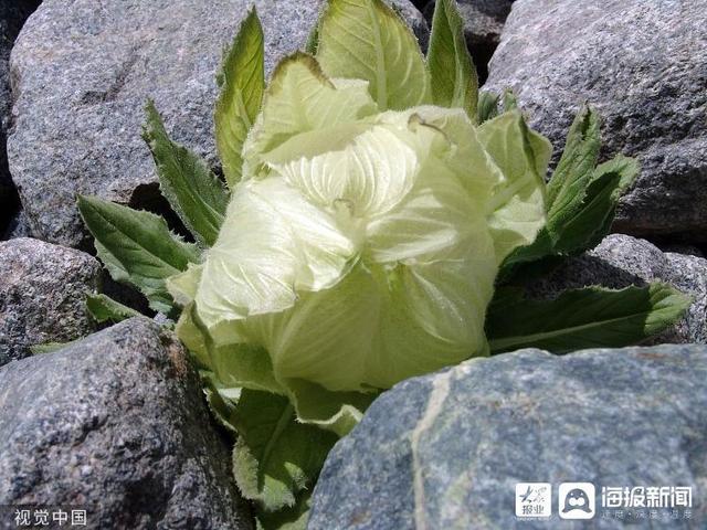 麻雀是国家二级保护动物吗，麻雀是益鸟还是害鸟（美食博主食用二级保护动物被刑拘）