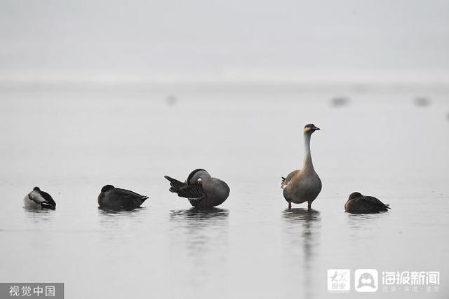 麻雀是国家二级保护动物吗，麻雀是益鸟还是害鸟（美食博主食用二级保护动物被刑拘）