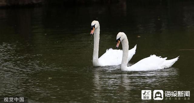 麻雀是国家二级保护动物吗，麻雀是益鸟还是害鸟（美食博主食用二级保护动物被刑拘）