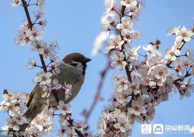 麻雀是国家二级保护动物吗，麻雀是益鸟还是害鸟（美食博主食用二级保护动物被刑拘）
