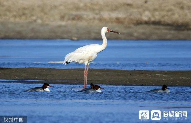 麻雀是国家二级保护动物吗，麻雀是益鸟还是害鸟（美食博主食用二级保护动物被刑拘）