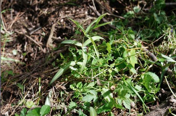 黄精是什么，黄精是什么功效与作用（泰山发现野生黄精）