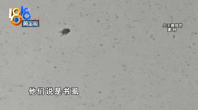 床上有很小很小的虫子是什么虫，床上有很小很小的虫子是什么虫白色的（租房第一天床上发现“小虫子”）