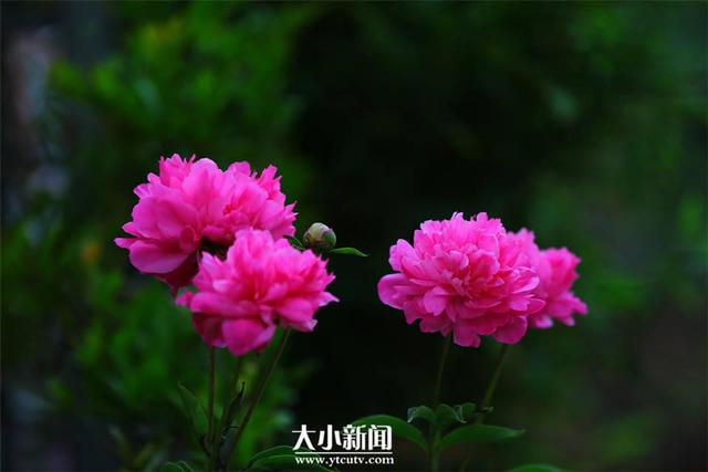 芍药花语，探花记，重瓣芍药，开成花球（芍药花语）