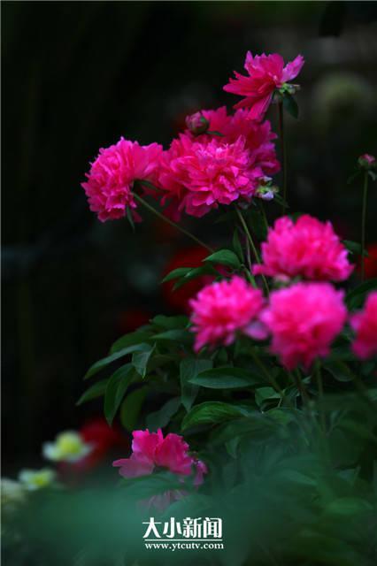 芍药花语，探花记，重瓣芍药，开成花球（芍药花语）