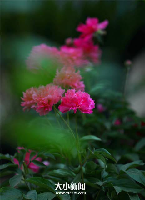 芍药花语，探花记，重瓣芍药，开成花球（芍药花语）