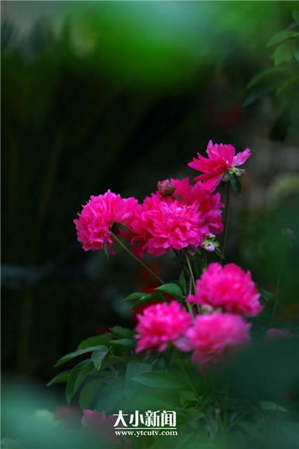 芍药花语，探花记，重瓣芍药，开成花球（芍药花语）