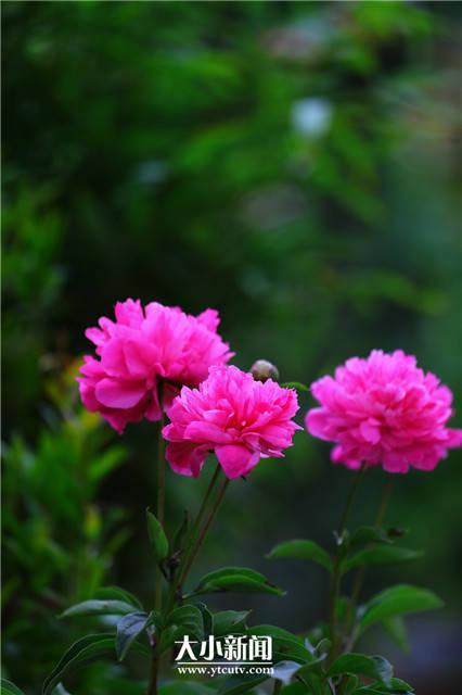 芍药花语，探花记，重瓣芍药，开成花球（芍药花语）