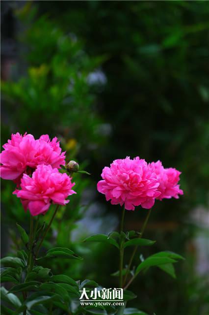 芍药花语，探花记，重瓣芍药，开成花球（芍药花语）