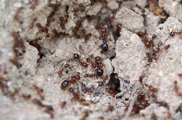 红火蚁是什么,战斗力max的蚂蚁——红火蚁