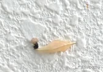 夏天墙壁上密密麻麻的小虫子，家里墙壁上有很多小虫子（密密麻麻虫子爬满墙）