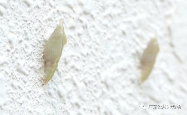 夏天墙壁上密密麻麻的小虫子，家里墙壁上有很多小虫子（密密麻麻虫子爬满墙）