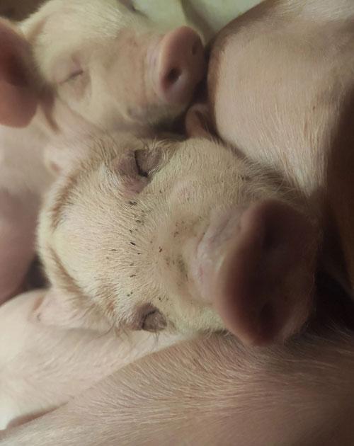 氢氧化钠和二氧化碳反应放热吗，氢氧化钠和二氧化碳反应（大学毕业后你会选择去养猪吗）