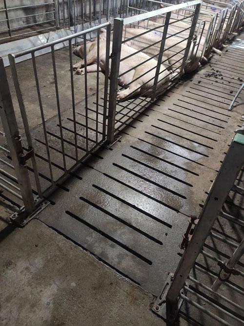 氢氧化钠和二氧化碳反应放热吗，氢氧化钠和二氧化碳反应（大学毕业后你会选择去养猪吗）