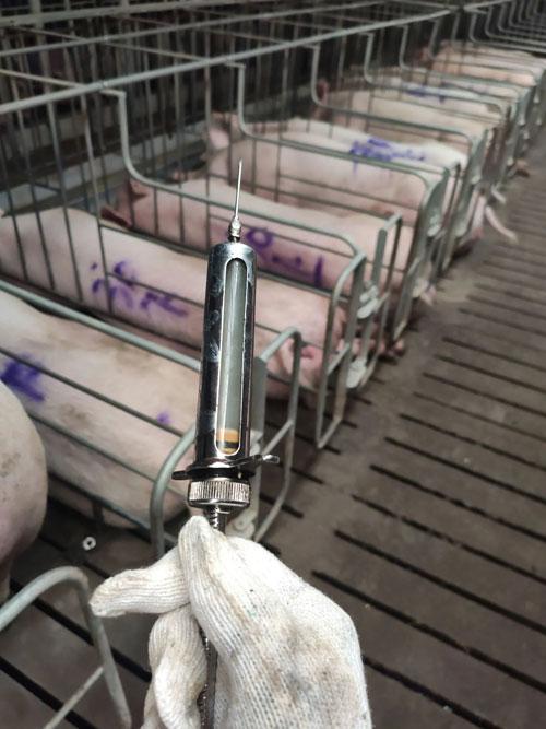 床单上有辣条油怎么洗（大学毕业后你会选择去养猪吗）