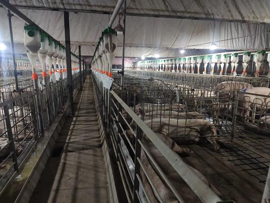 床单上有辣条油怎么洗（大学毕业后你会选择去养猪吗）