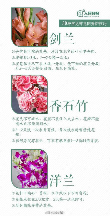 风铃草怎样延长花期，风铃草的花期（30种入门级鲜花养护技巧）