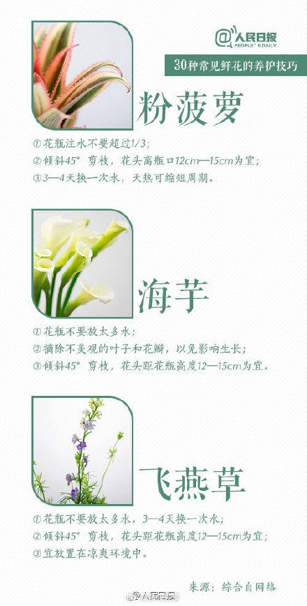 风铃草怎样延长花期，风铃草的花期（30种入门级鲜花养护技巧）