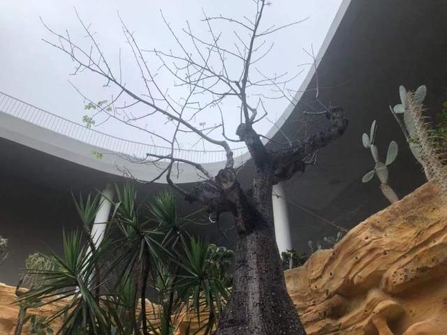 大腹木棉常绿还是落叶，大腹木棉要多少年开花（上海最大一棵大腹木棉）