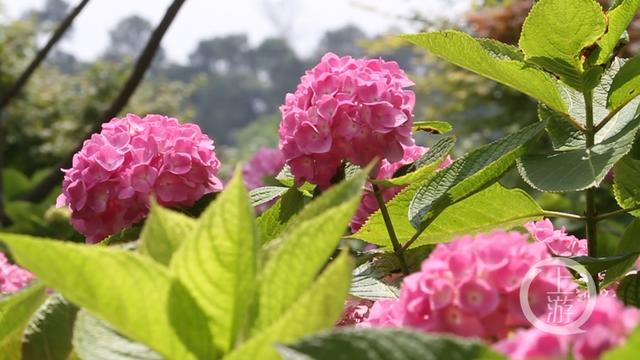 绣球花的寓意和象征意义，绣球的寓意和象征（520，让绣球花帮你表达爱意）