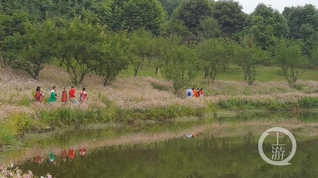 绣球花的寓意和象征意义，绣球的寓意和象征（520，让绣球花帮你表达爱意）