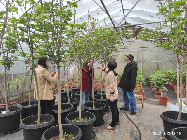 上海的市花是什么，上海市花是什么花（上海市花白玉兰亮相花博会）