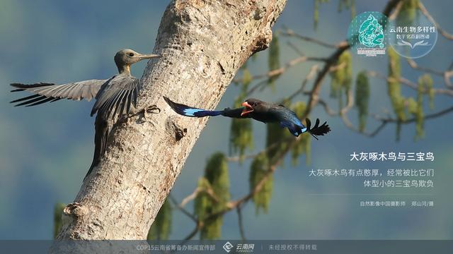 啄木鸟的特点，对啄木鸟没有了解的人（啄木鸟的特点）