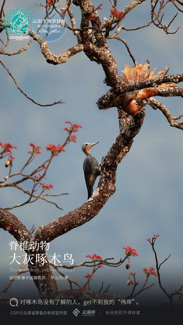 啄木鸟的特点，对啄木鸟没有了解的人（啄木鸟的特点）