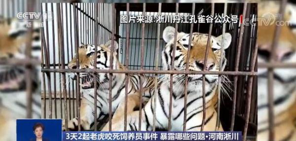 盘点老虎伤人事件，3天2起老虎咬死饲养员事件令人痛心