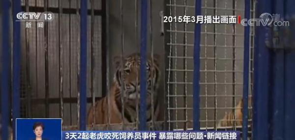 盘点老虎伤人事件，3天2起老虎咬死饲养员事件令人痛心