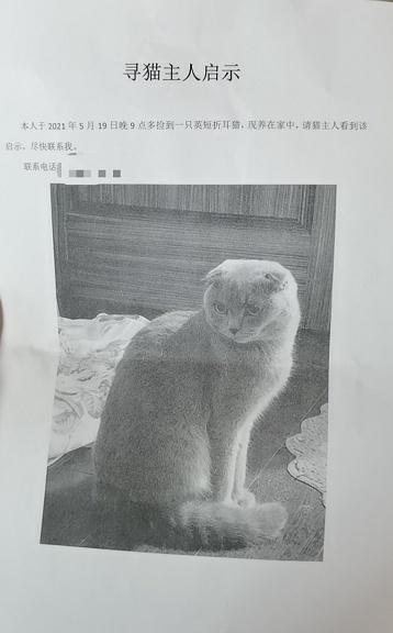 寻猫启事标准范文，寻猫启示（这则“寻猫主人启事”，暖）