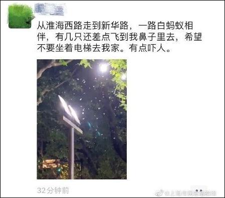 消灭白蚁的土办法，不少市民被吓坏了，这该怎么办