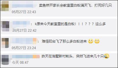 消灭白蚁的土办法，不少市民被吓坏了，这该怎么办