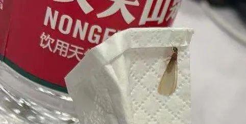 消灭白蚁的土办法，不少市民被吓坏了，这该怎么办