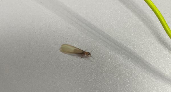 消灭白蚁的土办法，不少市民被吓坏了，这该怎么办