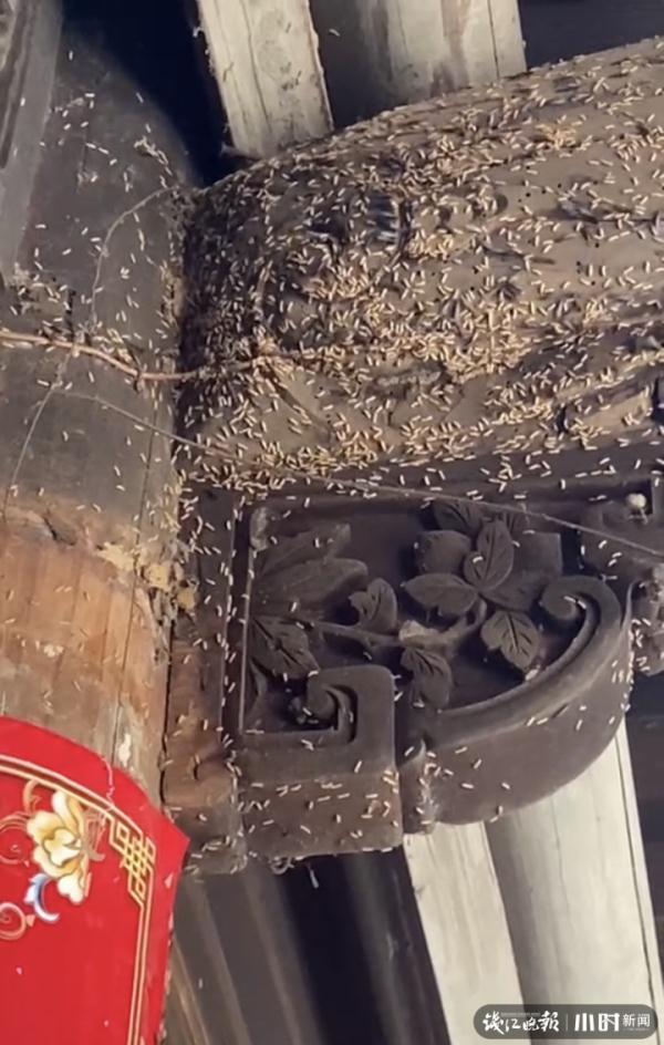 消灭白蚁的土办法，不少市民被吓坏了，这该怎么办