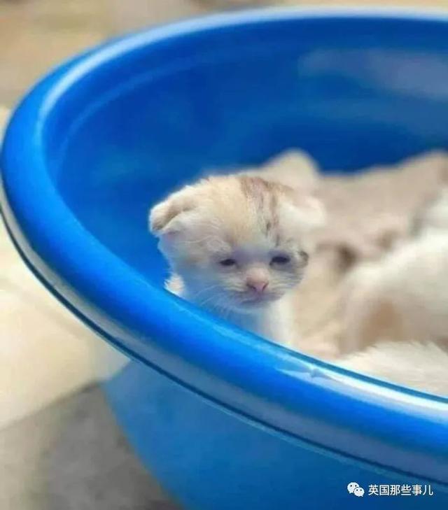 各种小动物图片，动物图画大全（国外网友的一波萌点各异的小动物照片）
