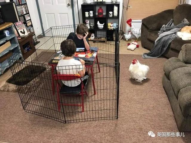 各种小动物图片，动物图画大全（国外网友的一波萌点各异的小动物照片）