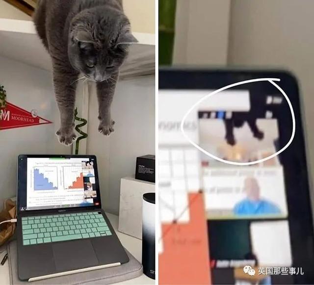 各种小动物图片，动物图画大全（国外网友的一波萌点各异的小动物照片）