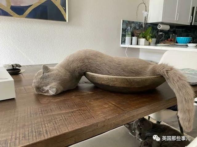 各种小动物图片，动物图画大全（国外网友的一波萌点各异的小动物照片）