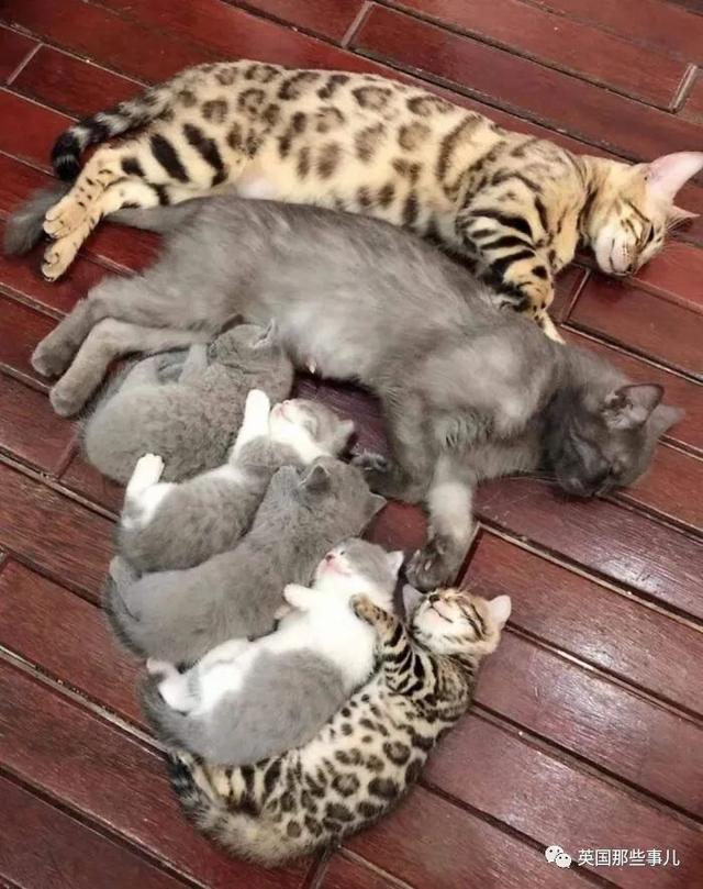 各种小动物图片，动物图画大全（国外网友的一波萌点各异的小动物照片）