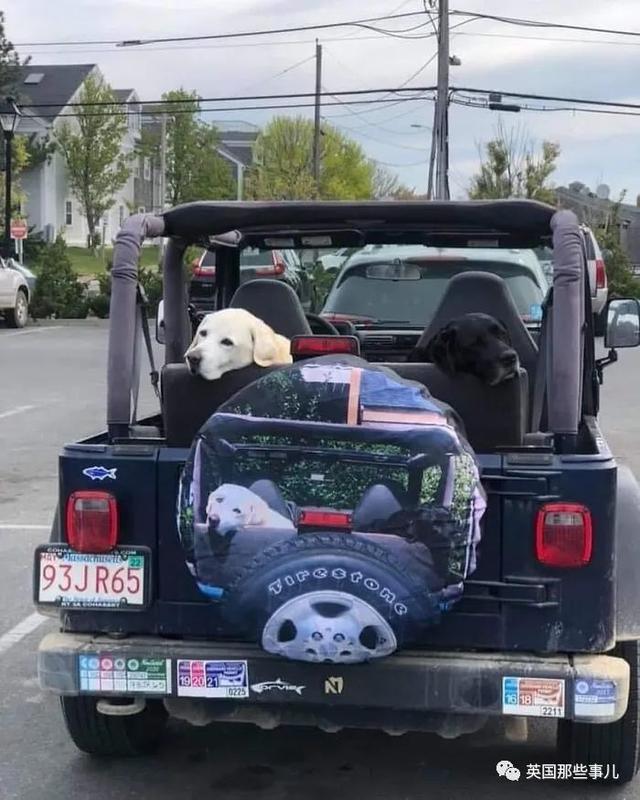 各种小动物图片，动物图画大全（国外网友的一波萌点各异的小动物照片）